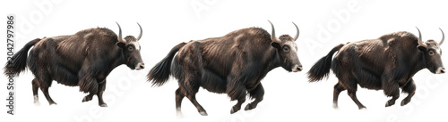 Fotografía Charging Yaks Trio: Powerful Himalayan Cattle Running in Formation on Background