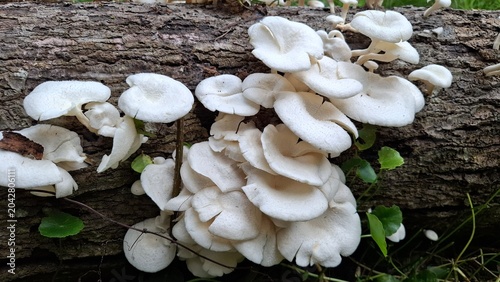 Fotografie White wood mushrooms (Letinus squarrosulus) growing on a decaying tree tunk in a