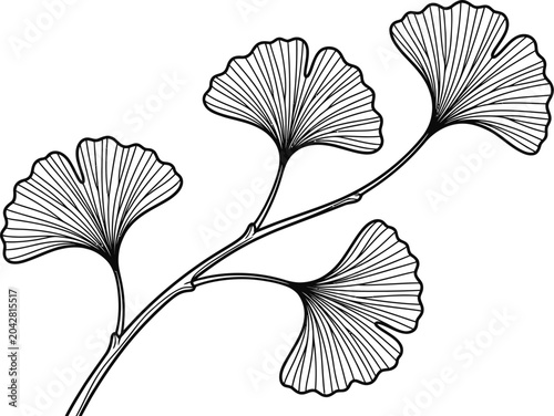 Elegant hand drawn ginkgo biloba branch with leaves.