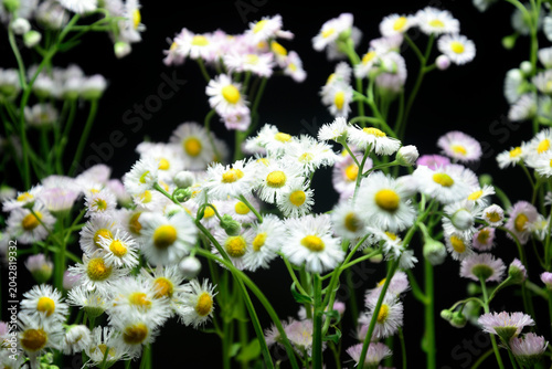 ハルジオンの花で背景素材