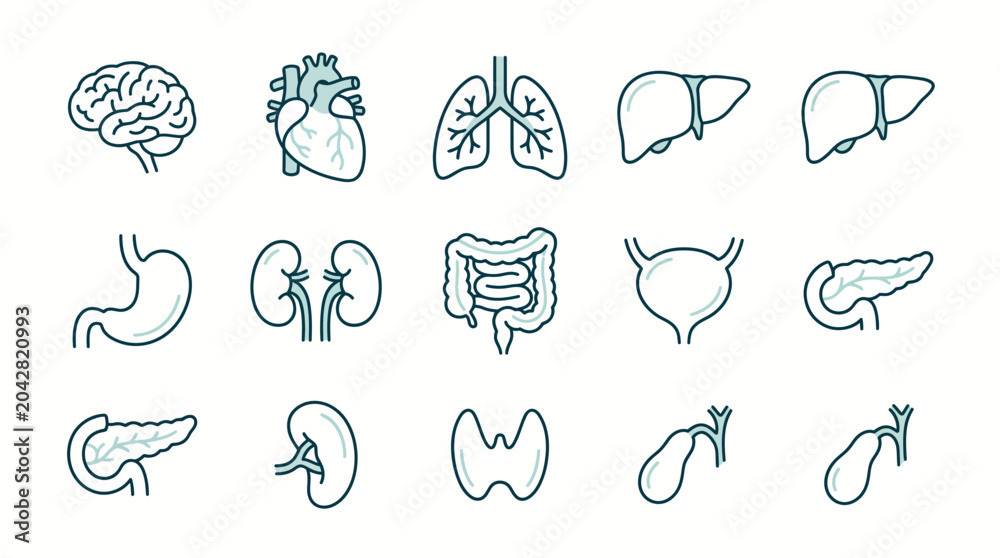 Fototapeta premium Premium Human Anatomy Icon Set Featuring Detailed Line Illustrations of Essential Internal Organs, Ideal for Health, Science, and Education-Related Graphic Design Projects