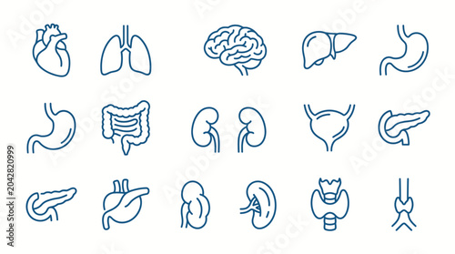 Collection of simplified line icons representing human organs and body systems for medical and educational purposes