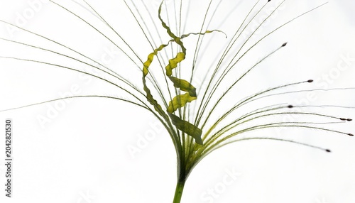 Fresh green grass shoots sprouting in minimalist white background