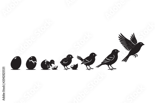 Quadro su tela Bird Life Cycle and Development Stages Vector Silhouette