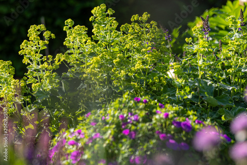 Fotografie Lady's mantle alchemilla mollis blooming in summer garden