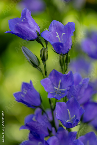 Purple bellflower (campanula) plant blooming in tranquil garden