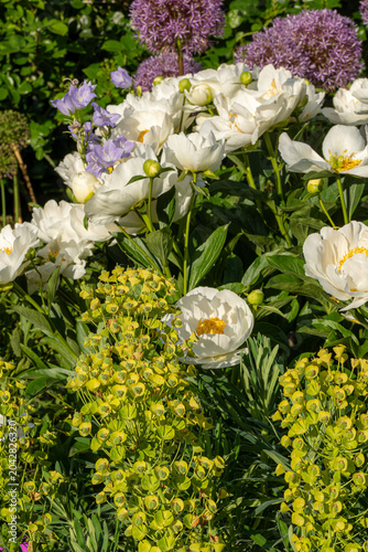 White peonies blooming in a vibrant spring garden