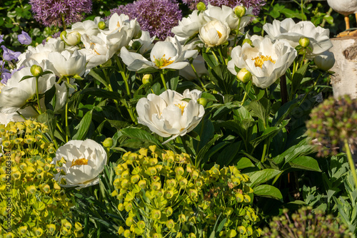 White peonies blooming in a vibrant spring garden