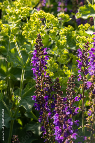 Purple sage (salvia) flowers blooming in front of Lady's mantle in a summer garden