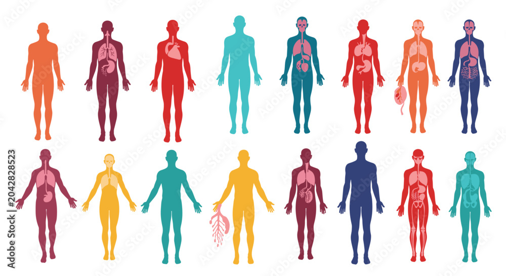 Obraz premium Human body silhouettes in various colors displaying different internal organ systems for medical and educational use.