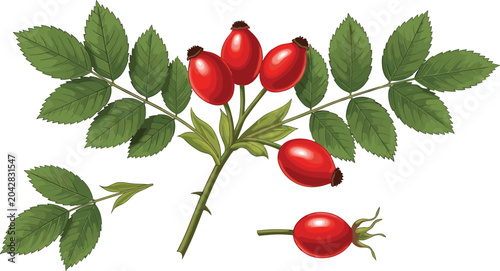 Tableau sur toile Realistic rose hip berry branch with green leaves isolated medicinal botanical v