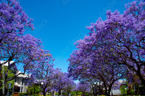 Quadro su tela Jacaranda Tree Blossom in Subiaco Suburb - Western Australia