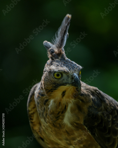 close up of a hawk