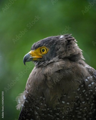 close up of a golden eagle