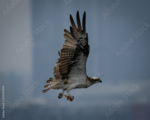 osprey in flight
