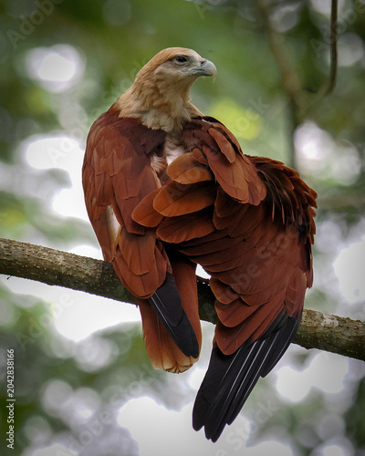 red tailed hawk buteo