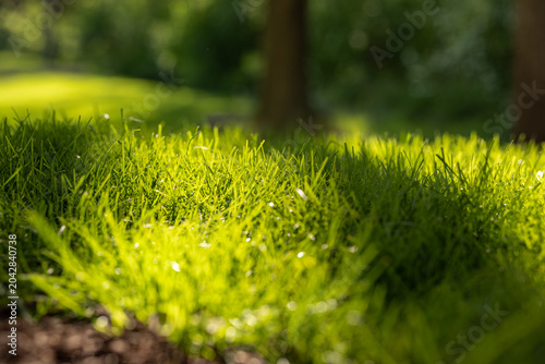 Lush green grass lawn glowing in warm day