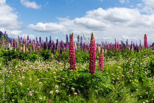 Lupinus polyphyllus in the garden or field Lupinus polyphyllus flowers