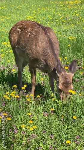  Young deer doe grazing in the meadow full lush grass and dandelions, vertical video.