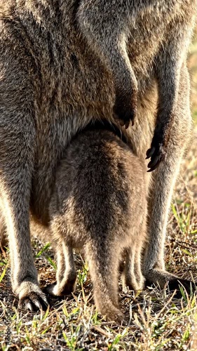 A kangaroo joey peeking from mother's pouch.