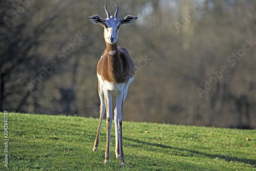 Mhorr gazelle ( Gazella dama mhorr )