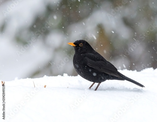 A black bird with an orange beak sits atop a snow-covered surface with falling snowflakes in the background during a winter snowfall