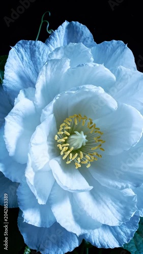 Close-up of a beautiful blue poppy flower.