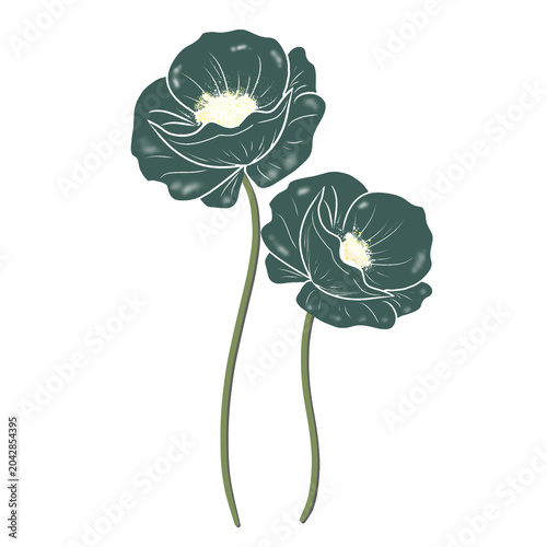 poppy flower isolated