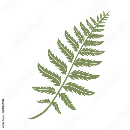 Fern Leaves Botanical Illustration Isolated