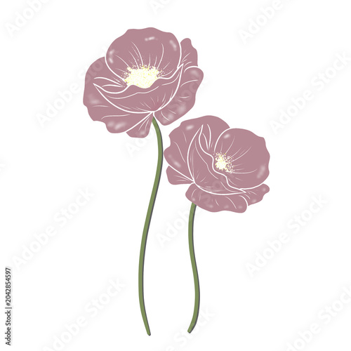 pink carnation flower isolated