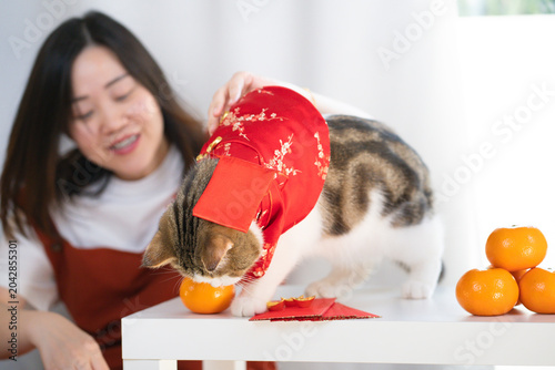 chinese new year concept with asian woman play with cat wearing red chinese traditional cloth with red envelope orange and gold on table