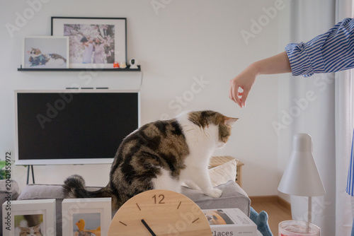 pet lover concept by asian woman she work and play with her cat