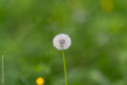Fotografie Isolated dandelion seed reveals soft hues
