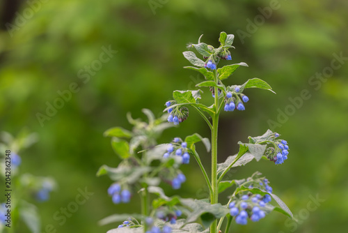 Foto Wild blue flowers in dewy meadow, soft bokeh background, tall grass, delicate pe