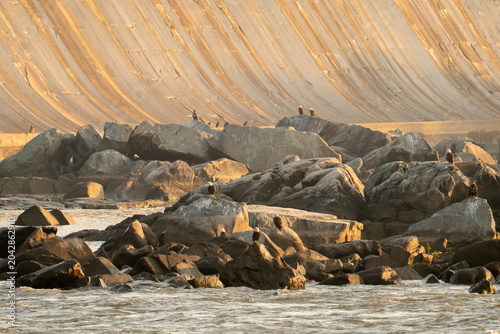 Billede på lærred Raptors rest on large guano covered rocks during golden hour, bald eagles Americ
