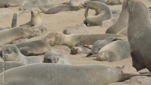 a high frame rate clip of a female fur seal defending its space from another seal at cape cross seal colony in namibia