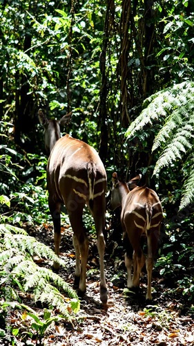 Two deer walking through a forest.