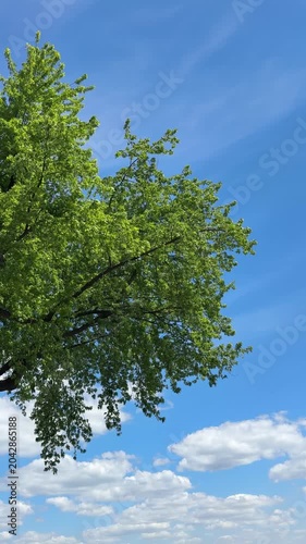 Tree in the wind and blue sky with beautiful clouds, vertical video.