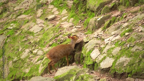 Two Small Brown Deer Walking on Rocky Forest Slope