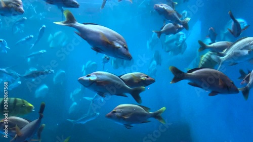School of Large Tropical Fish Swimming in Blue Aquarium Tank