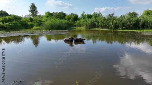 Water buffalo bathing in a marsh pond among tall reeds under a cloudy sky