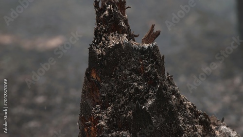 Valokuva Closeup Observation Of Postfire Wood Texture Showcasing Char Patterns And Crusty Ash Deposits