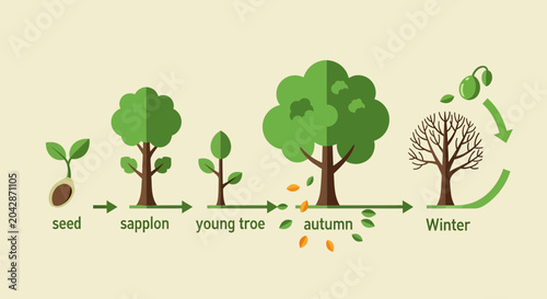 Tree Growth Stages Life Cycle.