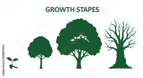 Tree Growth Stages Silhouette.