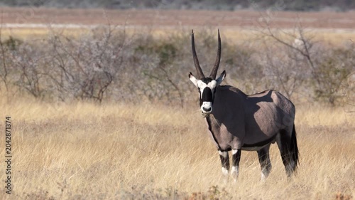 a gemsbok looks at the camera while grazing near namutoni of etosha national park in namibia, africa