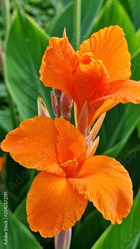 Vibrant orange Canna lily flowers blooming.
