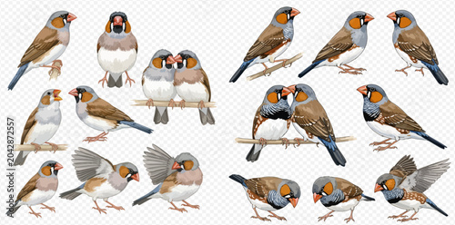 Foto Set of various finch birds in different poses, isolated on a transparent background