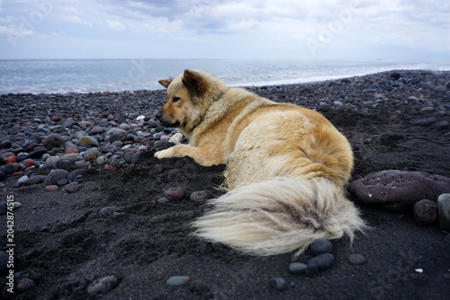 Anjing kampung or spitz lokal Indonesia. Local Bali - Kintamani mix dog laying on a black sand beach, Bali - Indonesia