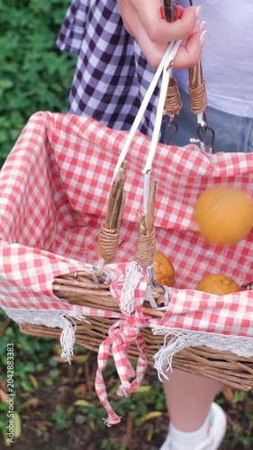 Vertical video. Female farmer placing freshly picked tangerines into a wicker basket on an organic citrus farm surrounded by fruit trees and foliage, slow motion. Harvest concept