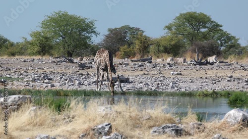a wide shot of a giraffe drinking from goas waterhole at etosha national park in namibia, africa